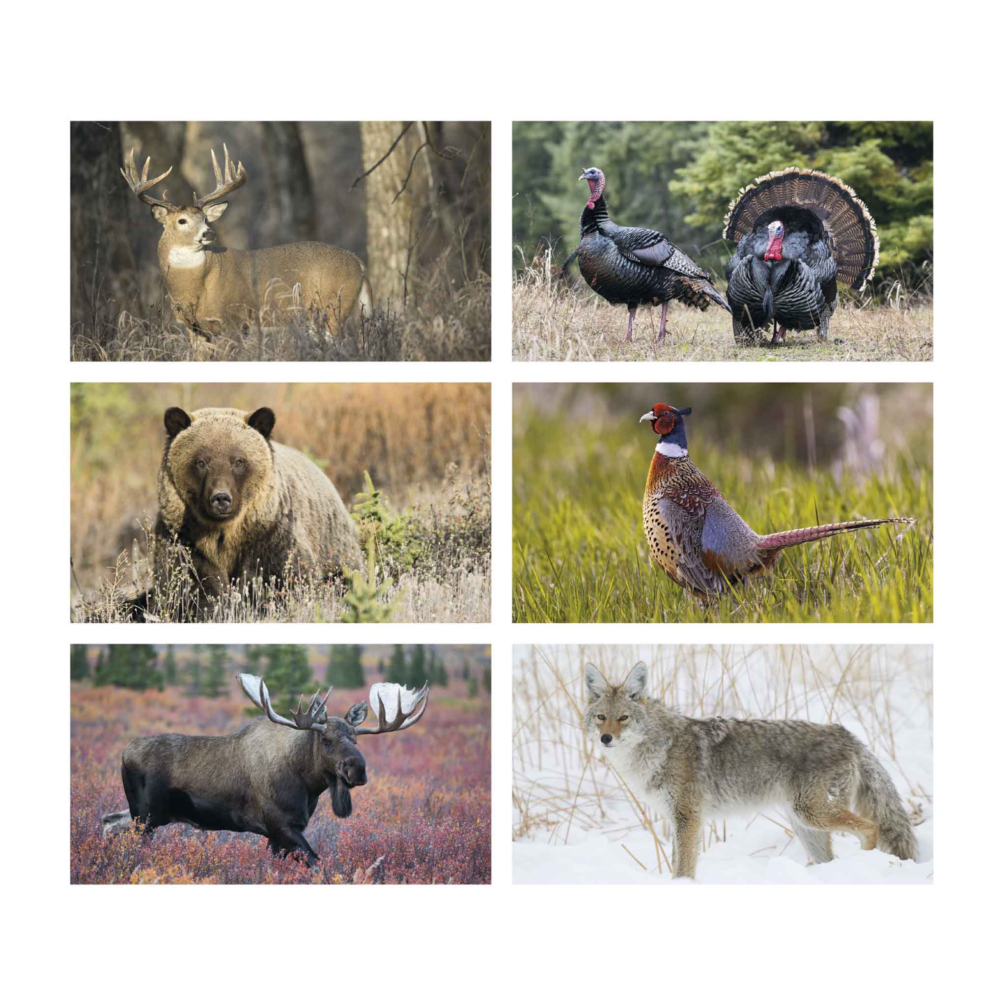 Wildlife Calendar (Q674722)