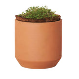 Modern Sprout® Tiny Terracotta Grow Kit Good Luck Clover (Q136332)