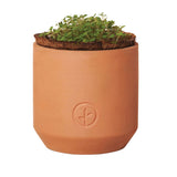 Modern Sprout® Tiny Terracotta Grow Kit Good Luck Clover (Q136332)