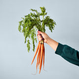 Modern Sprout Garden Seed Pop - Carrot Bunch (Q276332)