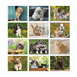 Puppies & Kittens - Spiral (Q369811)
