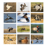 Waterfowl Calendar (Q444722)