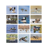 Waterfowl Calendar (Q444722)
