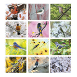 Birds Calendar (Q534722)