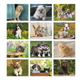 Puppies & Kittens Calendars - Mini (Q576622)
