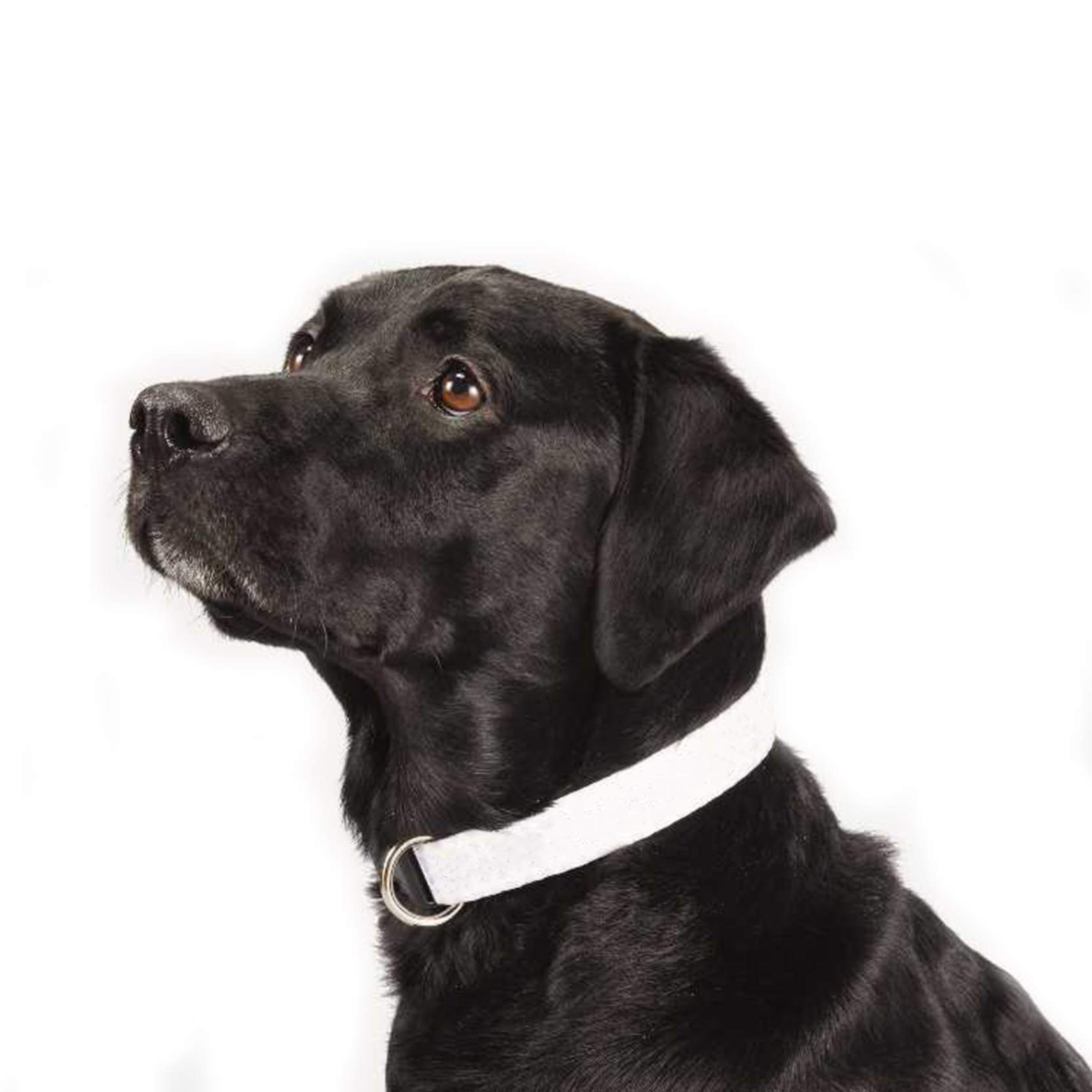 1" Full Color Wide Adjustable Pet Collars (Q886711)