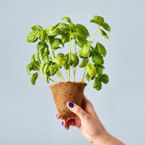 Modern Sprout Garden Seed Pop - Sweet Basil (Q966332)