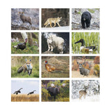 Wildlife Portraits - Spiral (Q969811)