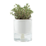 Self Watering Planter (Q175211)