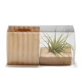Air Plant (Q520422)