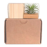 Air Plant (Q520422)