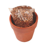 Seed Sensations Terracotta Pot With Holiday Wrapper (Q770422)